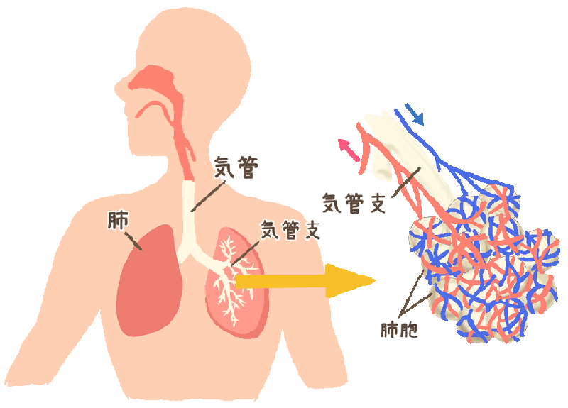 気管→肺→気管支→肺胞へと酸素が入る