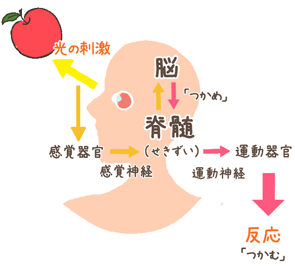 りんごと反応の経路